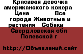 Красивая девочка американского кокера › Цена ­ 35 000 - Все города Животные и растения » Собаки   . Свердловская обл.,Полевской г.